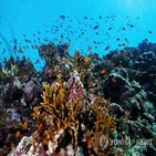 산호초,산호,세계,보고서,상승