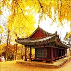 가을,단풍,남한산성,가장,화려,길이,은행나무,용문사