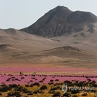 사막,칠레,개화,아타카마,기후변화