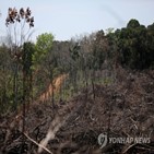산림,파괴,평화협정,콜롬비아,지역