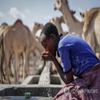 아프리카,케냐,가축,가뭄