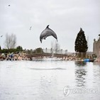 돌고래,동물,중국,단체,네덜란드
