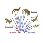진화,파충류,중생대,비늘,린코서페일리언