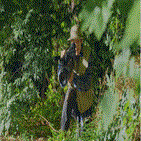 여성,영상,젖소,서울우유