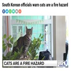 고양이,화재,한국,반려동물,소방당국
