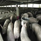 돼지,돼지고기,가격,수출,태국