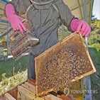 꿀벌,아까시나무,생산량,설탕값,사료,지원