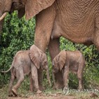 코끼리,쌍둥이,케냐,아프리카