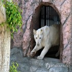 동물원,사자,이란
