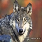 늑대,멸종위기종,보호,제외