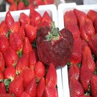 딸기,품종,크기,기네스북