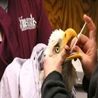 독수리,미국,흰머리독수리,노출