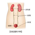 요로,감염,항생제,메테,재발성