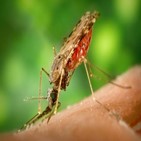 말라리아,지구공학,온난화,위험,지역
