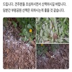 강아지,가루,공원,낙엽