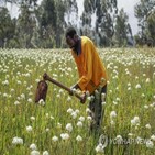 케냐,화훼,최대,생산,세계