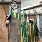 말레이시아,새끼,중국,탈출