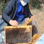 꿀벌,보고서,벌집군집붕괴현상