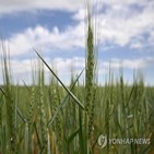 곡물,우크라이나,러시아