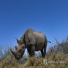 코뿔소,밀렵,약재,남아공