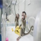 원숭이,중국,임상시험,위안,마리
