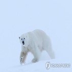 북극곰,해빙,그린란드,연구