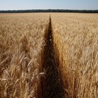 곡물,수출,우크라이나,기간