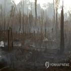 화재,브라질,아마존,삼림