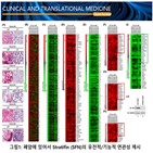 폐암,진행,세포,조절,데이터,자가소화작용