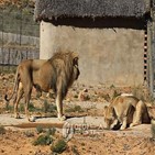 사자,남아공
