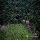 브라질,파괴,아마존,열대우림