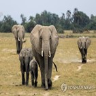 코끼리,케냐,밀렵,가뭄,야생동물,최근,아프리카