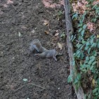 다람쥐,바닥,사진,미국