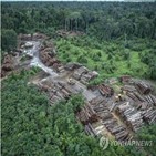 아마존,원주민,열대우림,보호구,가운데,각국,보전,면적,보고서,삼림