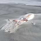 대왕오징어,발견,해변,모래톱