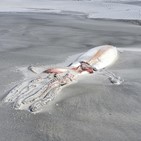 대왕오징어,해변,발견
