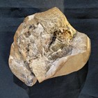 화석,심장,피류,진화,변화,3D