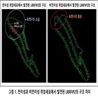 단백질,전이,위암세포,위암환자,엑손