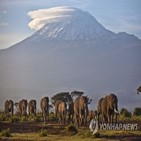 케냐,가뭄,코끼리,야생동물