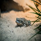 두꺼비,사막,미국