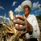 멕시코,옥수수,미국,유전자조작,대통령,수입