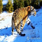 호랑이,러시아,야생보호구