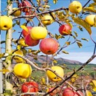 사과,일본,재배,사과나무