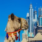 낙타,카타르,관광객,월드컵,알리