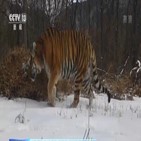 야생,호랑이,동물,중국