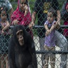 침팬지,동물원,탈출,비크,스웨덴