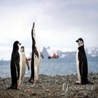 남극,멸종,연구진,황제펭귄,온난화