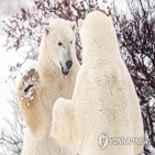 북극곰,감소,허드슨만,얼음,캐나다