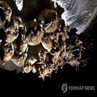 박쥐,공수병,멕시코