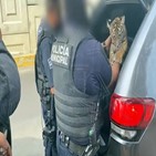 호랑이,경찰,차량,새끼,멕시코,총기